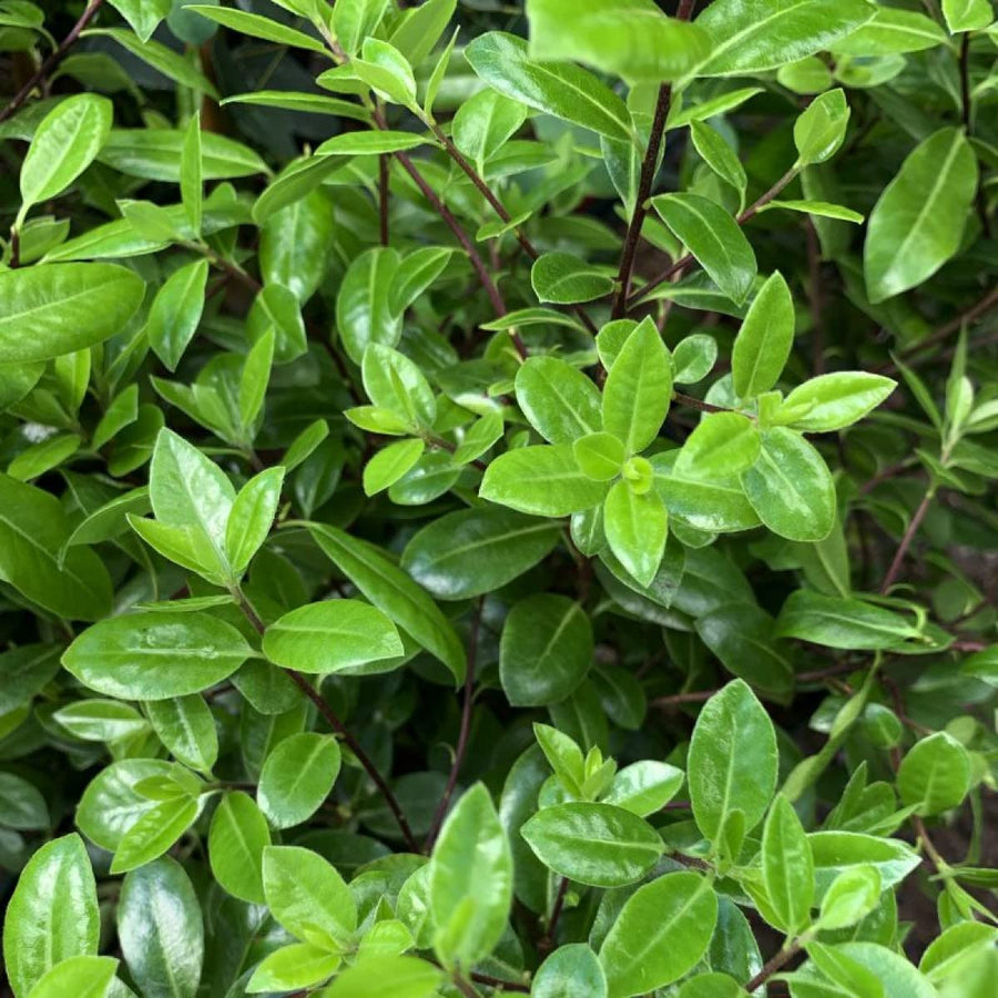 Pittosporum tenuifolium 'Golf Ball' Pittosporum tenuifolium 'Golf Ball' image2 1