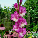 Gladiolus Bulbs Jo Jo  2