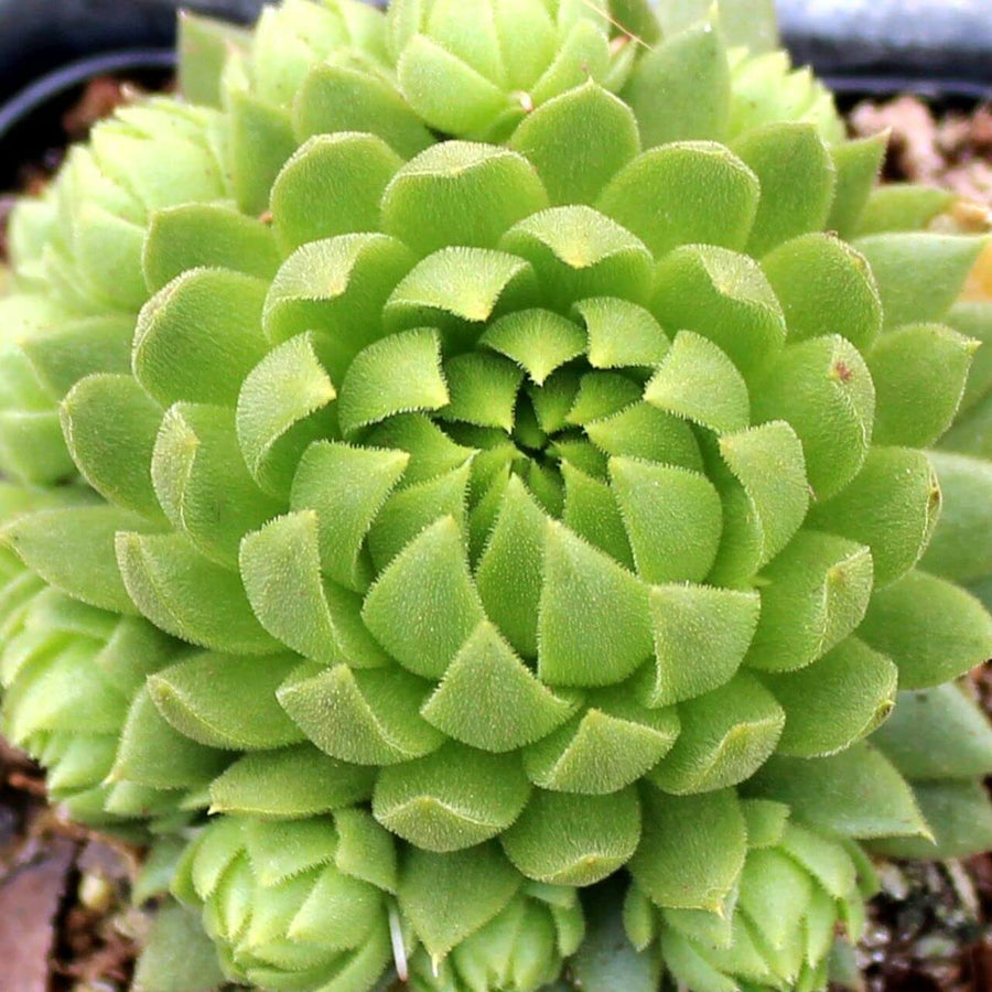 Sempervivum Key Lime Kiss Sempervivum Key Lime Kiss image1 1