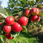 Apple Tree - Gala  2