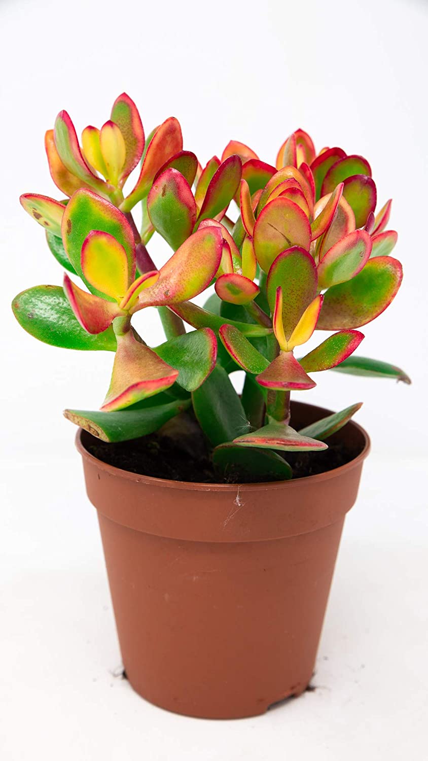 Crassula Ovata -  Money Plant 712hxzgjYpL._AC_SL1500_ 2