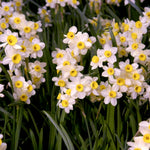 Narcissus Minnow Daffodil Bulbs  4