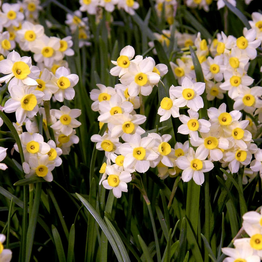 Narcissus Minnow Daffodil Bulbs  4