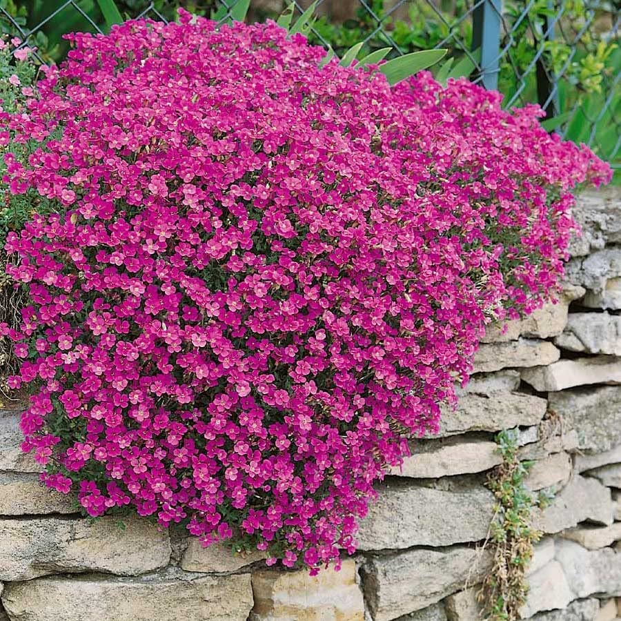 Aubretia Audrey Red Aubretia Audrey Red image2 3