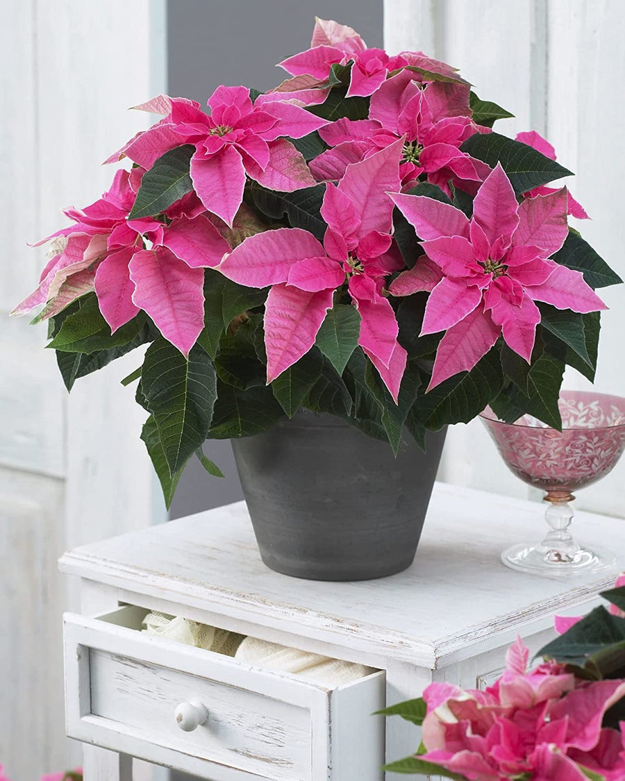 Pink Poinsettia - Pink Christmas Poinsettia Pink Poinsettia - Pink Christmas Poinsettia image2 3
