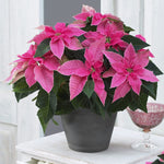 Christmas Poinsettia  3