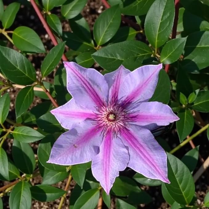 Clematis Candy Stripe  1