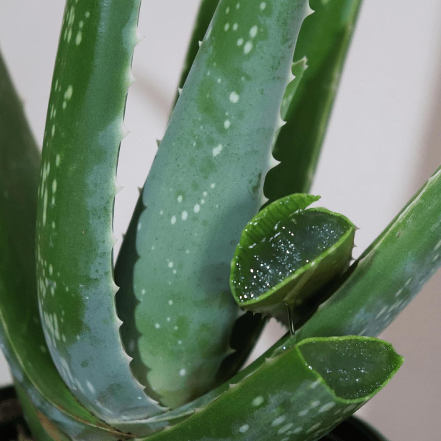 large aloe vera plant uk Aloe Vera Plant 25-30cm in Height