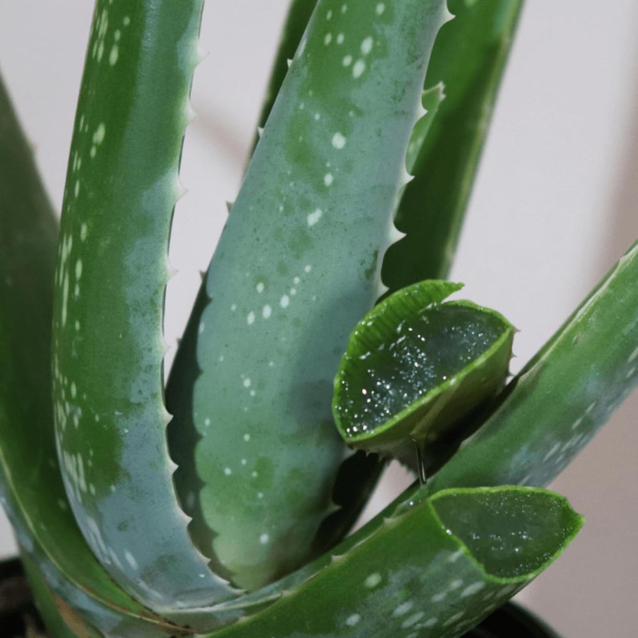 Aloe Vera Plant 713xk+gx+mL._AC_SL1500_ 3