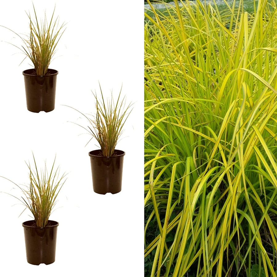 Carex Elata 'Aurea' 3 Plants 713y0L1YC9L._AC_SL1500_ 2