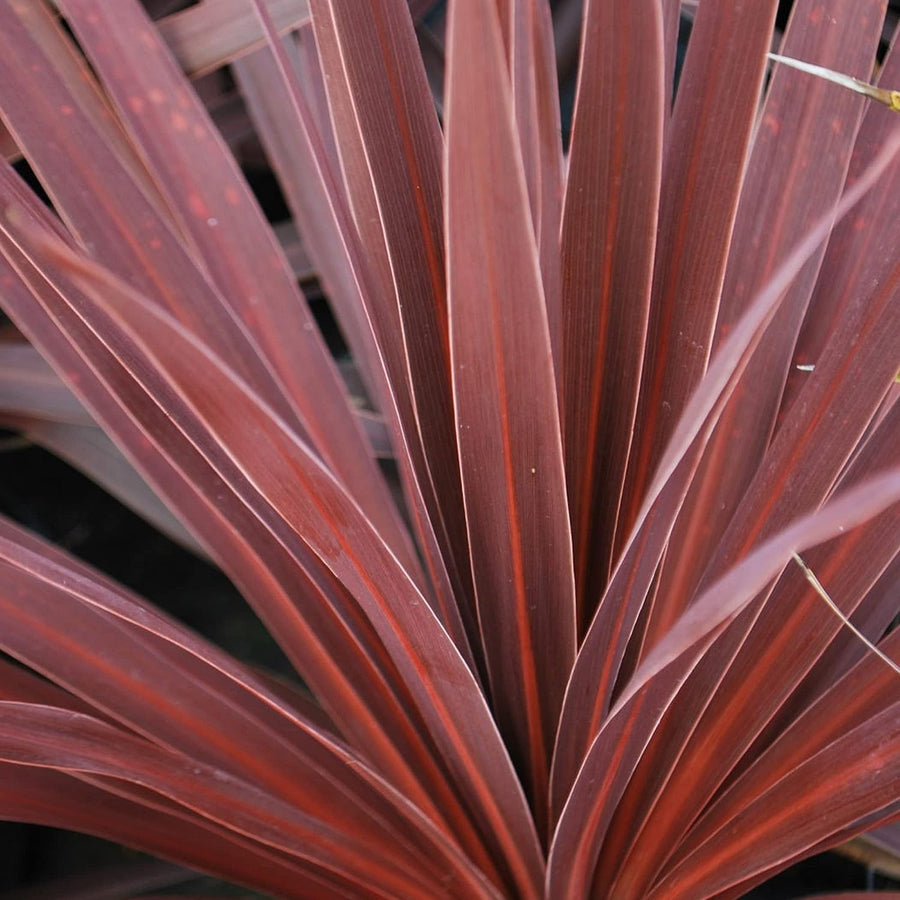 Cordyline Torbay Red Cordyline Torbay Red image3 3