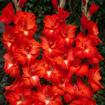 Gladiolus Bulbs Traderhorn  1