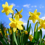 Narcissus Tete a Tete Dwarf Daffodil Bulbs  4