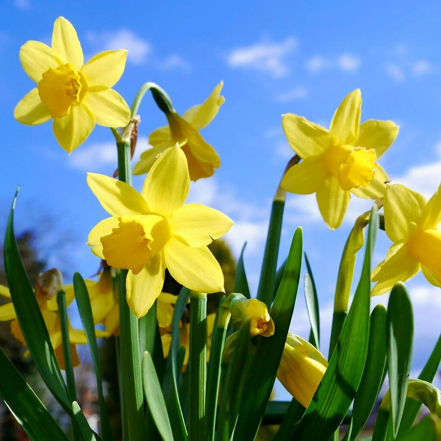 Narcissus Tete a Tete Dwarf Daffodil Bulbs  4