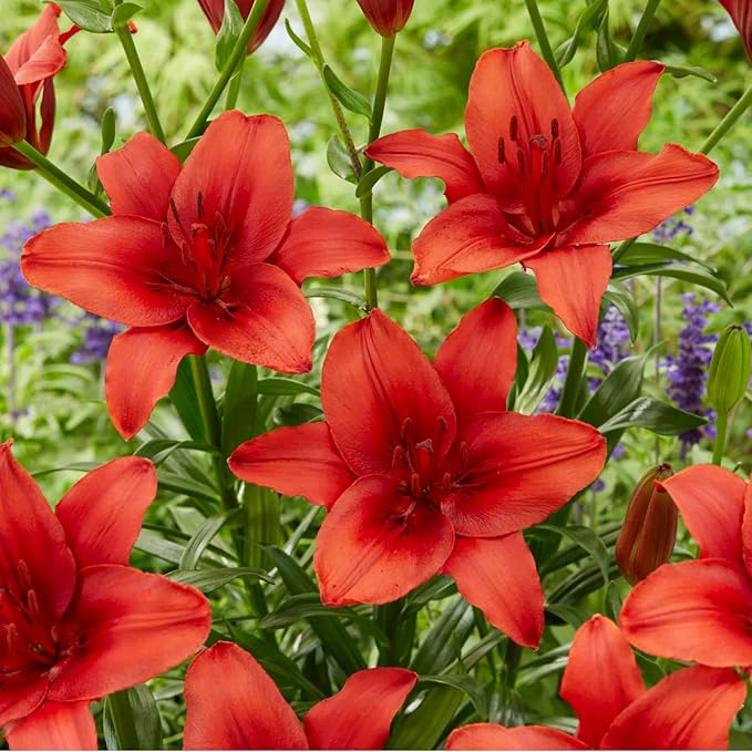 Oriental Lily Red Highland Bulbs | Deep Red Flowers