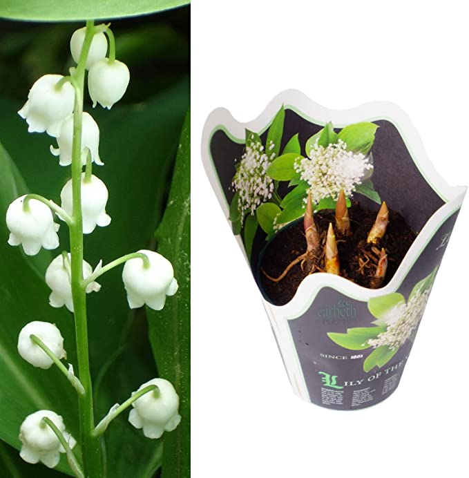 Lily of The Valley Lily of The Valley image1 2