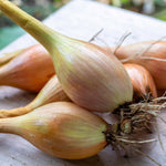 Shallot Sets  5