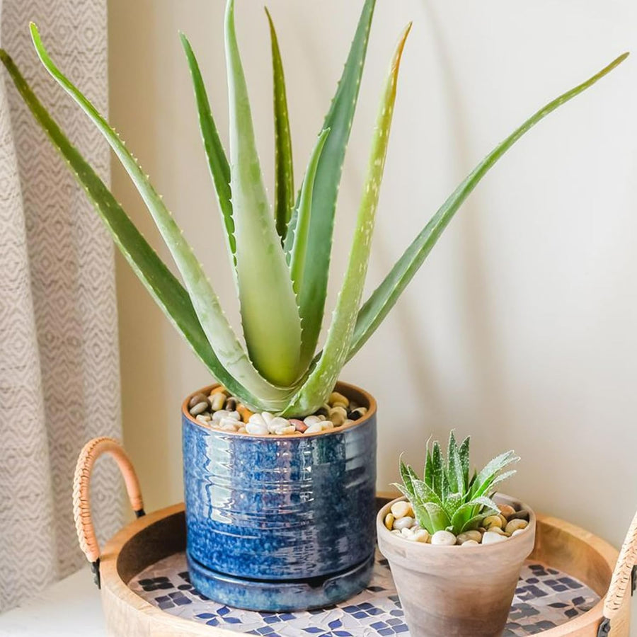Aloe Vera Plant 715KwY+2GbL._AC_SL1500_ 5