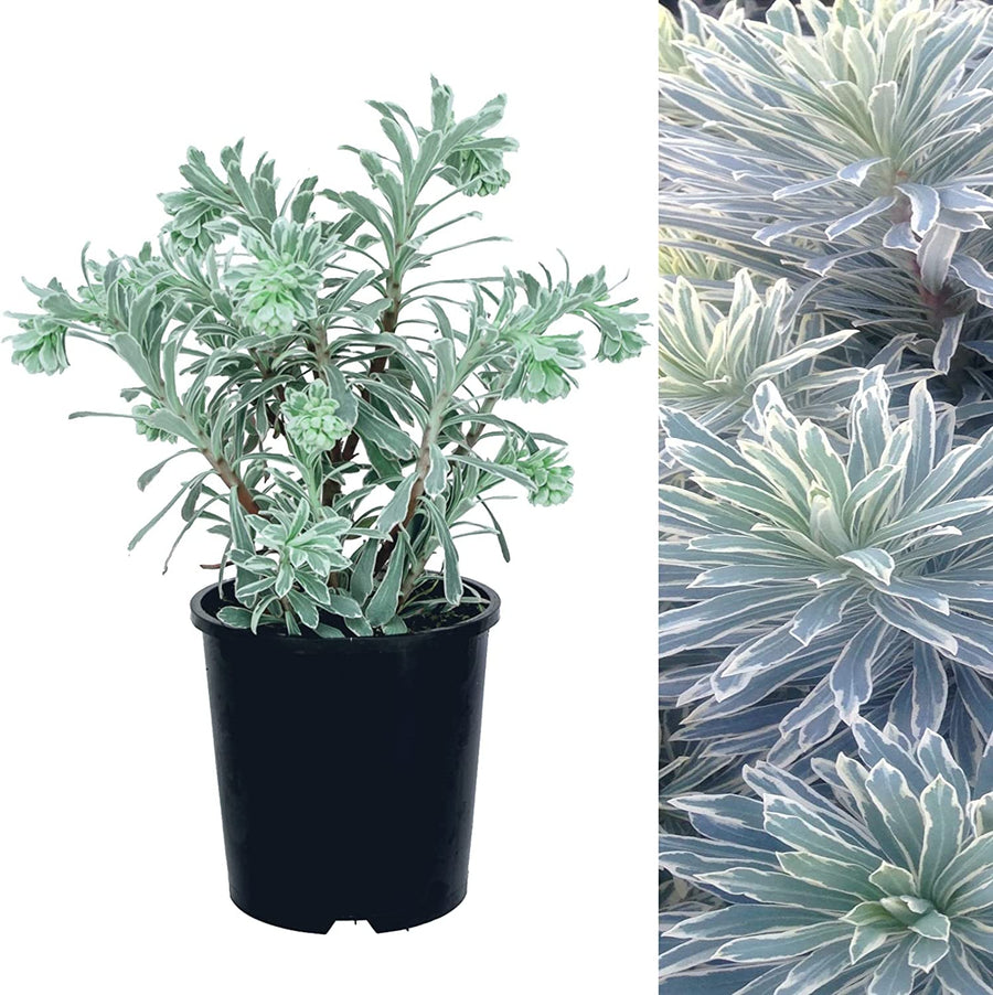 Euphorbia Silver Swan Euphorbia Silver Swan image1 2