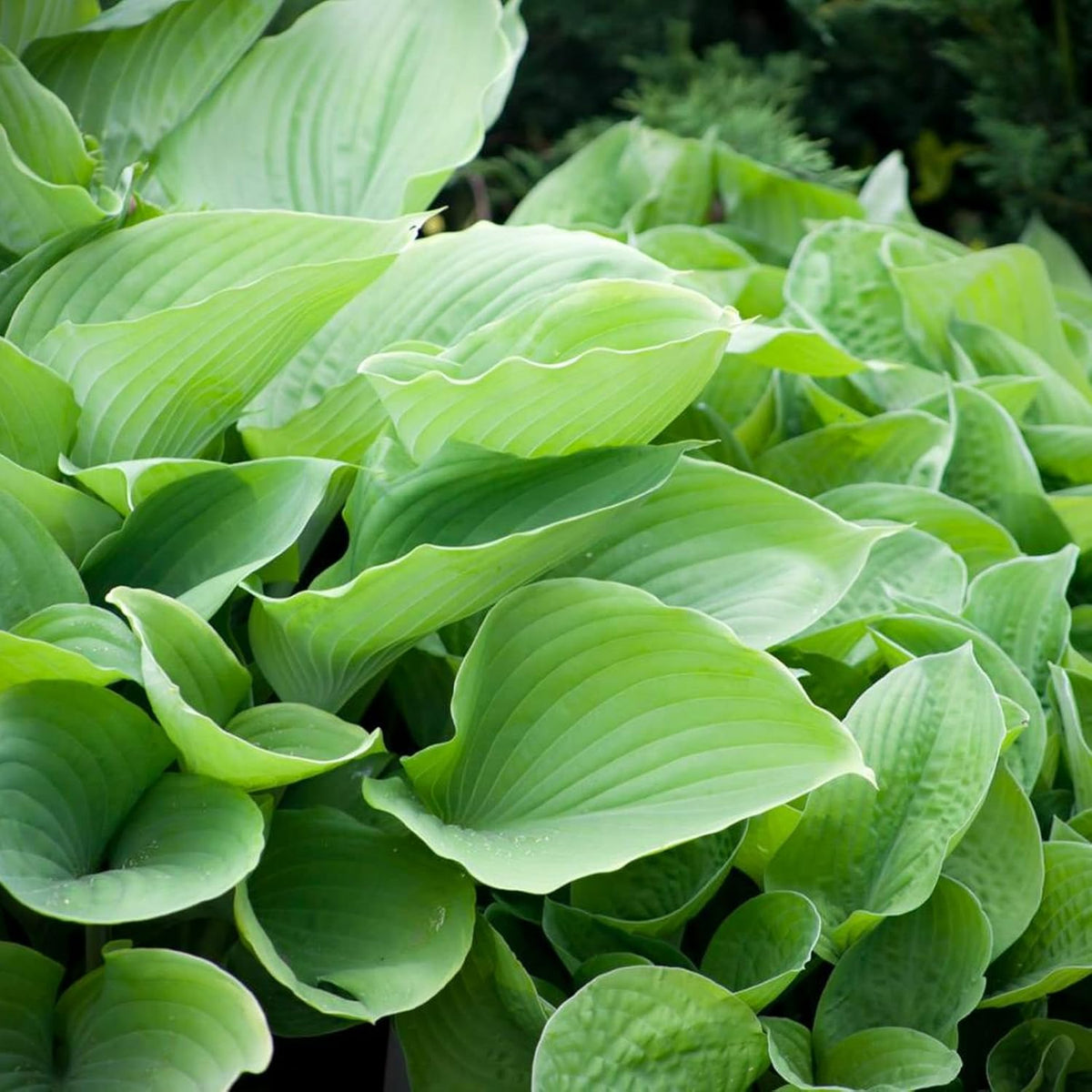 Hosta Sum and Substance (2 Plants)  2