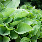 Hosta Sum and Substance (2 Plants)  2