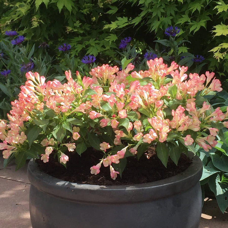 Weigela 'All Summer Peach' Weigela 'All Summer Peach' image2 2