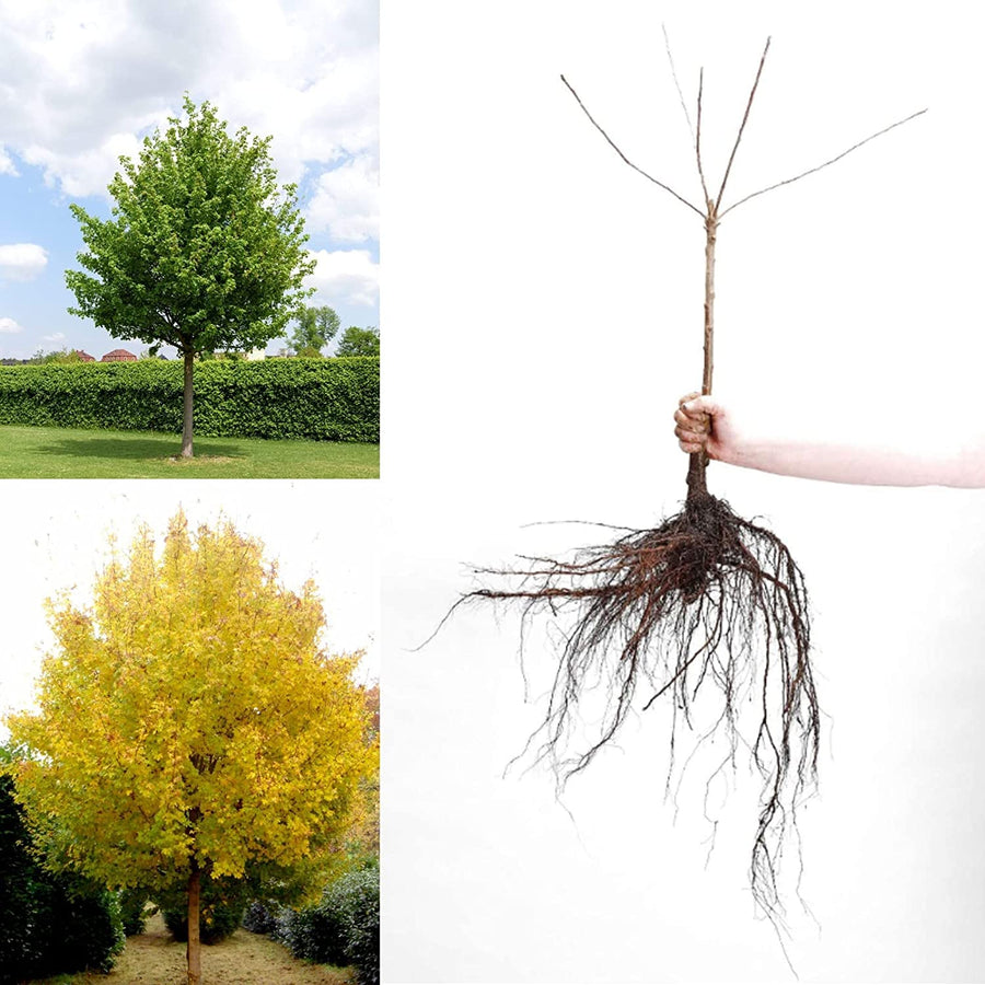 Acer Campestre - Field Maple Bare Root Tree Acer Campestre - Field Maple Bare Root Tree image1 2