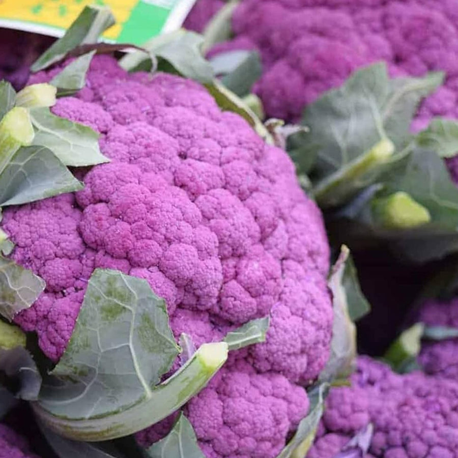 Broccoli Early Purple Sprouting Broccoli 'Early Purple Sprouting' (8 Pack) image3 3