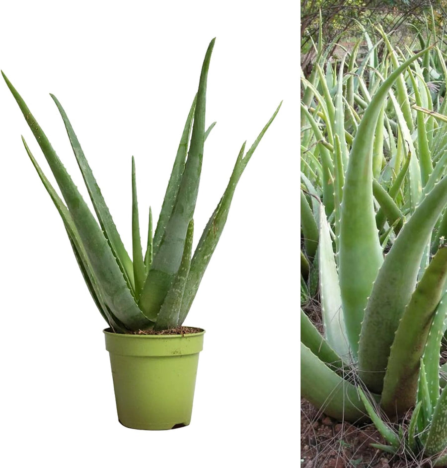 Aloe Vera Plant 716S4qQkMuL._AC_SL1500_ 4
