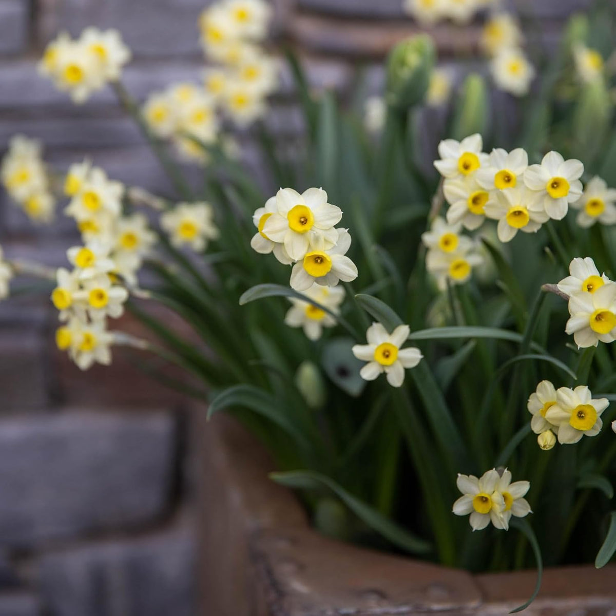 White Yellow Narcissus Minnow Dwarf Daffodil Bulbs | Spring Flowering
