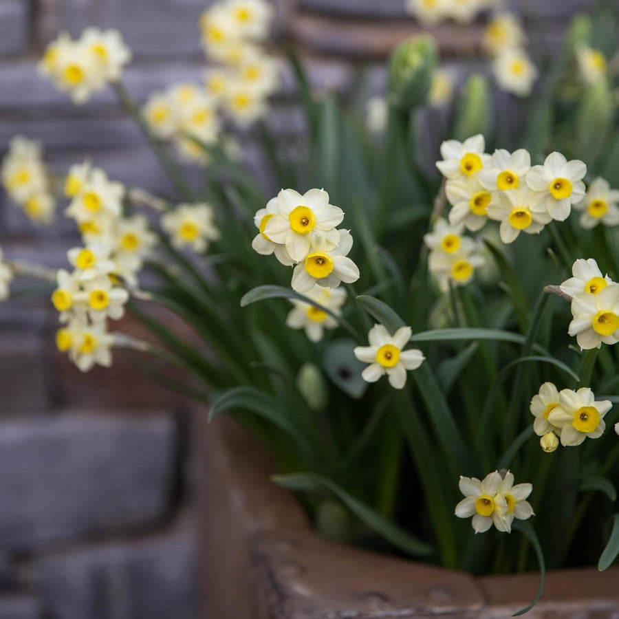 Narcissus Minnow Daffodil Bulbs  1