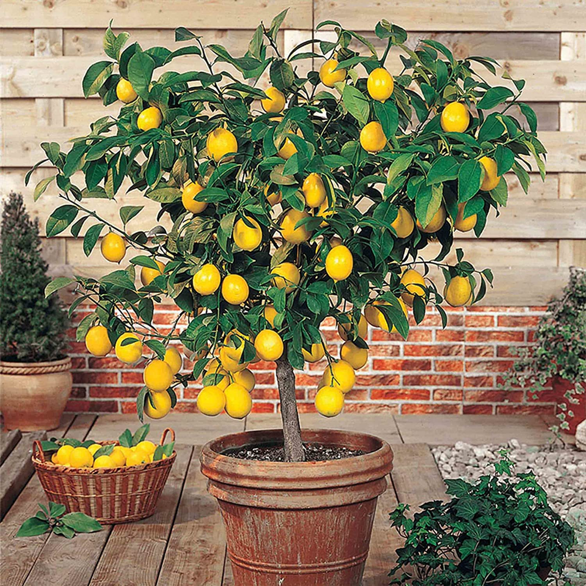 Lemon & Orange Mini Citrus Tree Mix  3