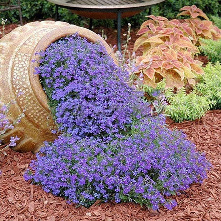 Aubrieta Audrey Pack Aubrieta Audrey Pack of 3 Plants image3 4