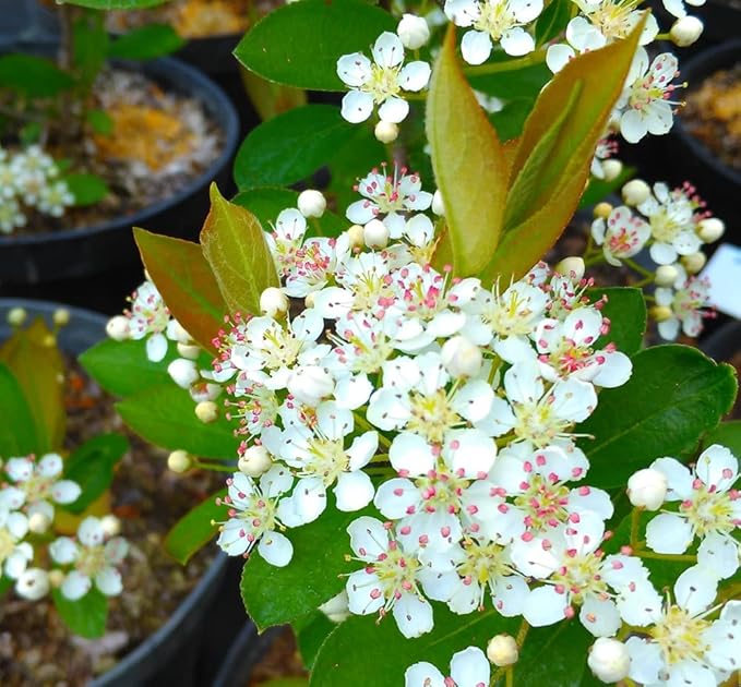 Aronia Hugin Chokeberry  3