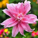 Oriental Lily Broken Heart Bulbs  1