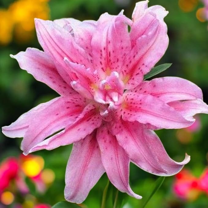 Oriental Lily Broken Heart Bulbs  1