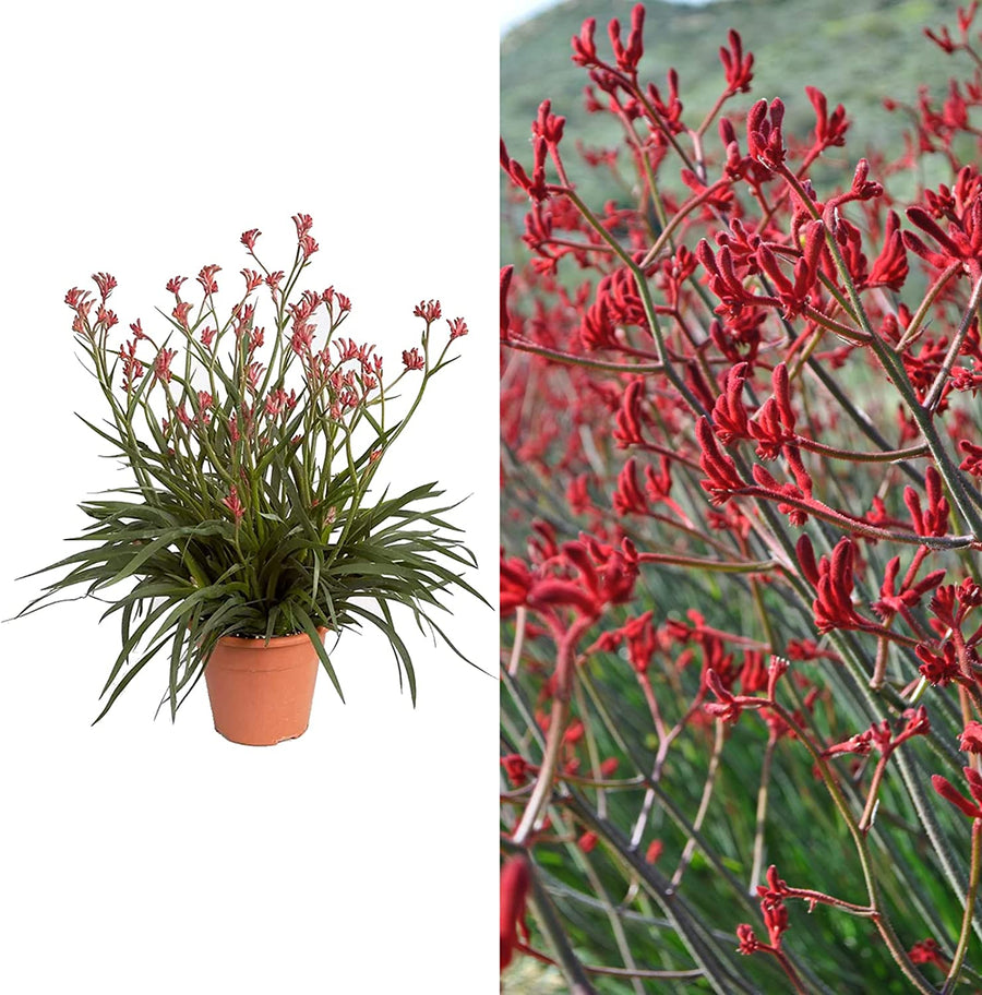 Kangaroo Paw Beauty Red Houseplant 718-sP1M8uL._AC_SL1500_ 3
