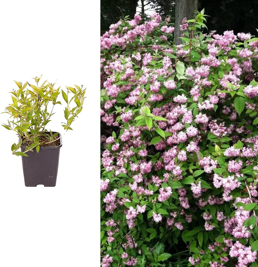 Deutzia Pink Pompom Deutzia Pink Pompom image1 2