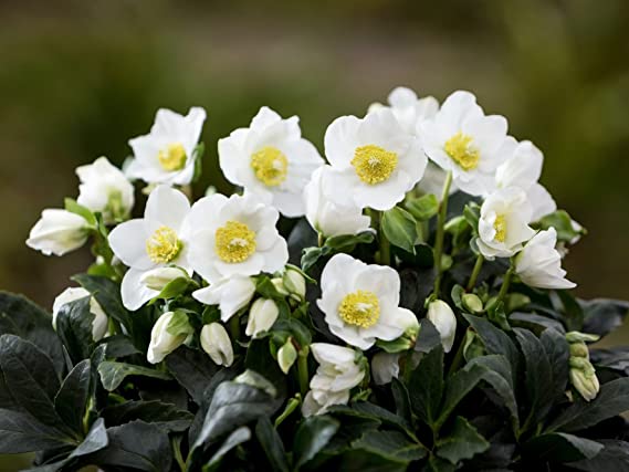 Helleborus Mix - Mixed Varieties 718DL4dCLeL._AC_SX569_ 3