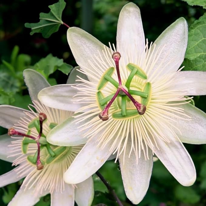 Passiflora Constance Elliot  1