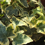 Autumn Flowering & Foliage Plant Mix  3