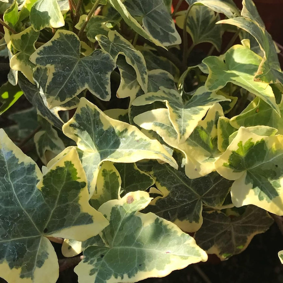 Autumn Flowering & Foliage Plant Mix  3