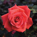 Fragrant Cloud Bare Root Rose  2