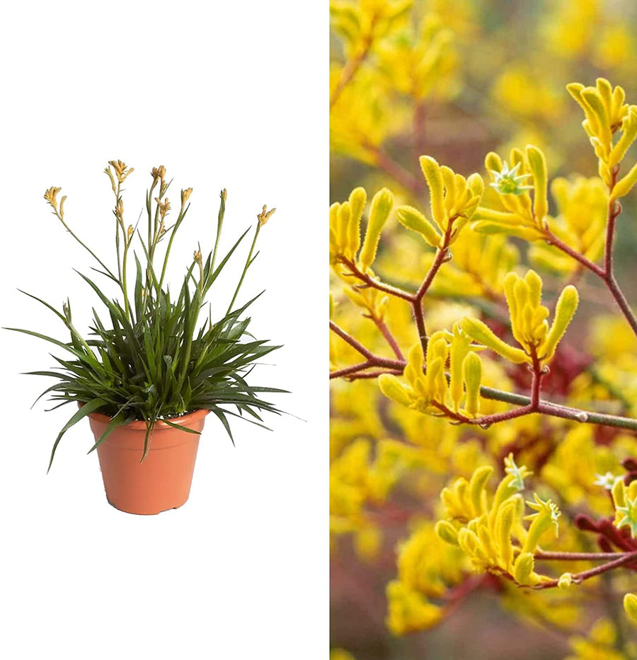 Kangaroo Paw - Beauty Yellow 718tkQRRunL._AC_SL1500_ 2