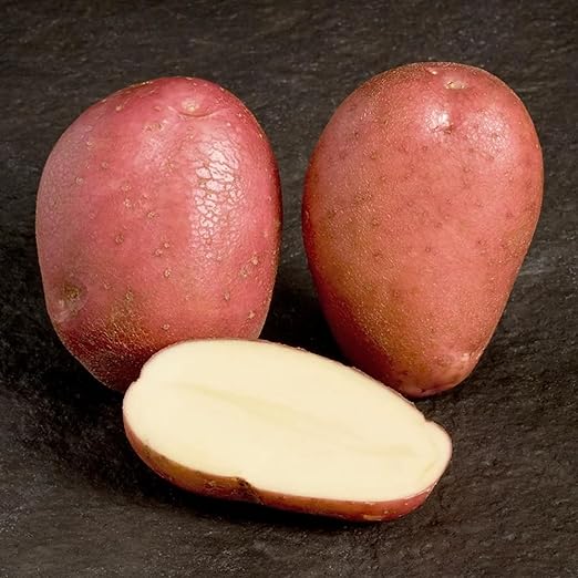 Rooster Seed Potatoes  2
