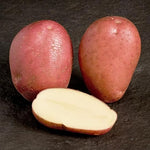 Rooster Seed Potatoes  2
