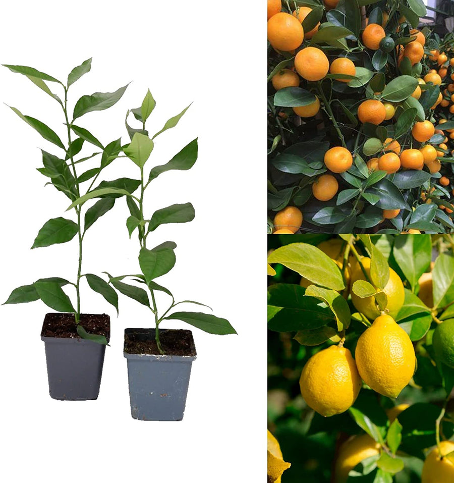 Citrus Tree Mix - 1 Lemon & 1 Calamondin in 10cm Citrus Tree Mix - 1 Lemon & 1 Calamondin in 10cm image1 1