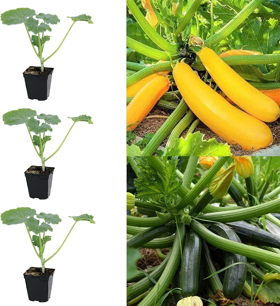 Courgette - 3 Mix Plants Courgette - 3 Mix Plants image1 1