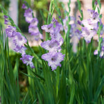 Gladiolus Bulbs Blue Tropic  1