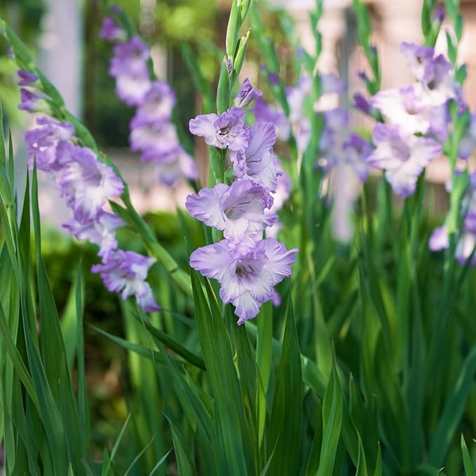 Gladiolus Bulbs Blue Tropic  1